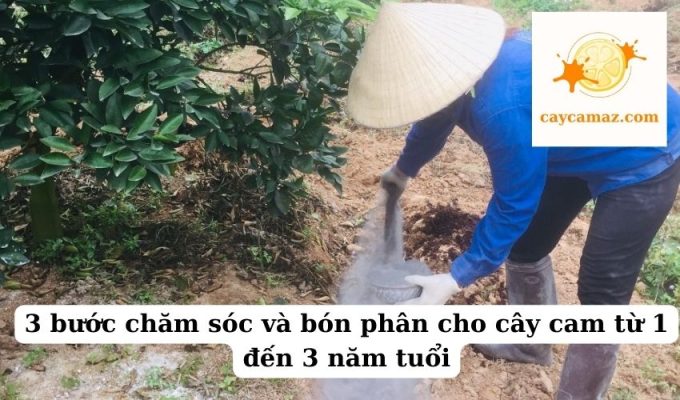 3 bước chăm sóc và bón phân cho cây cam từ 1 đến 3 năm tuổi