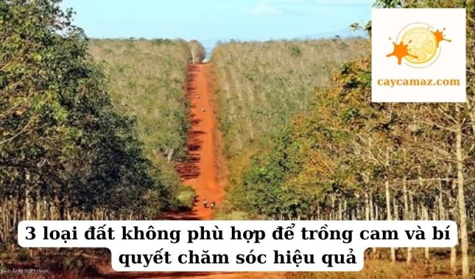 3 loại đất không phù hợp để trồng cam và bí quyết chăm sóc hiệu quả