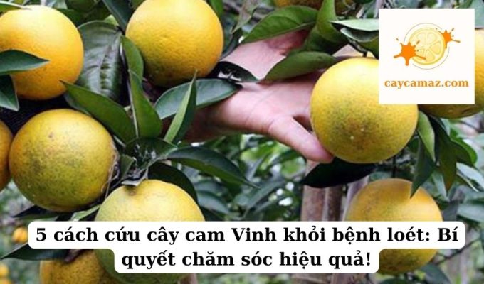 5 cách cứu cây cam Vinh khỏi bệnh loét Bí quyết chăm sóc hiệu quả!