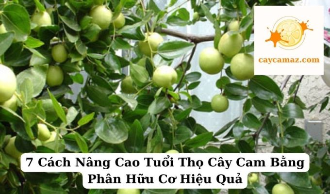 7 Cách Nâng Cao Tuổi Thọ Cây Cam Bằng Phân Hữu Cơ Hiệu Quả