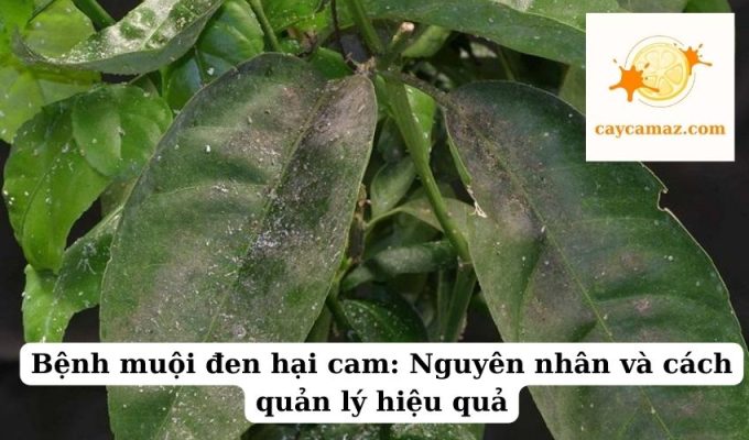 Bệnh muội đen hại cam Nguyên nhân và cách quản lý hiệu quả