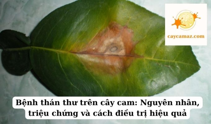 Bệnh thán thư trên cây cam Nguyên nhân, triệu chứng và cách điều trị hiệu quả