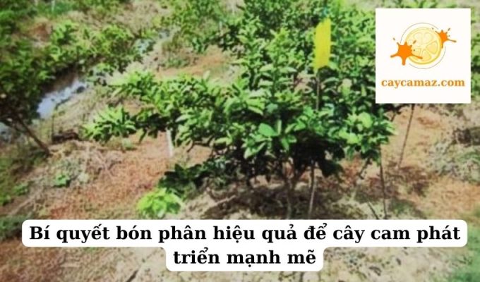 Bí quyết bón phân hiệu quả để cây cam phát triển mạnh mẽ