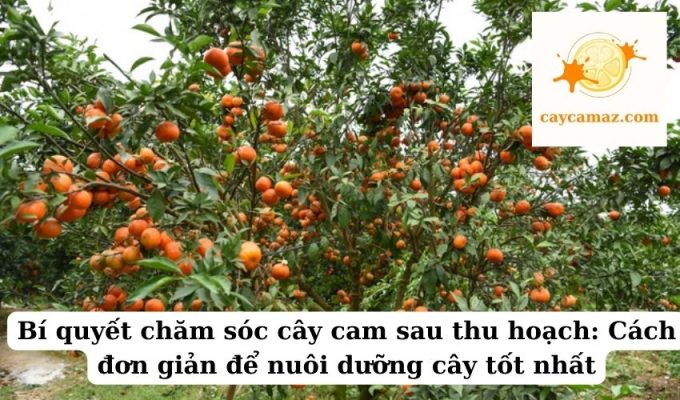 Bí quyết chăm sóc cây cam sau thu hoạch Cách đơn giản để nuôi dưỡng cây tốt nhất