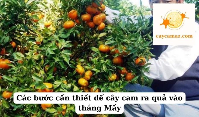 Các bước cần thiết để cây cam ra quả vào tháng Mấy