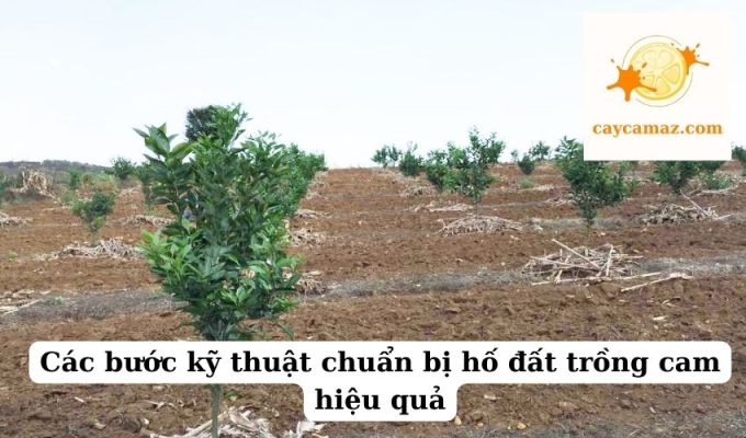 Các bước kỹ thuật chuẩn bị hố đất trồng cam hiệu quả