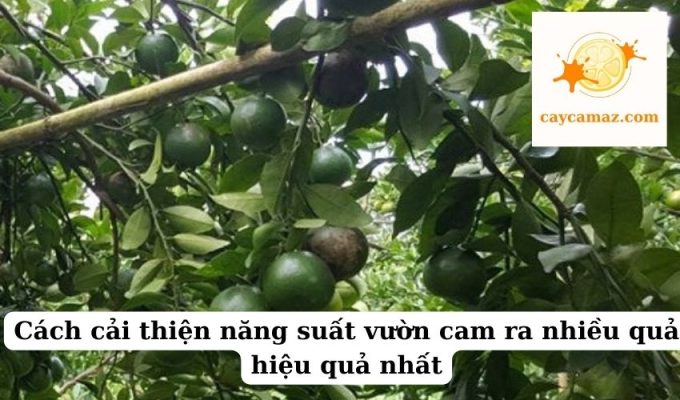 Cách cải thiện năng suất vườn cam ra nhiều quả hiệu quả nhất