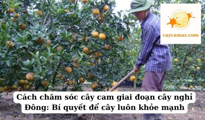 Cách chăm sóc cây cam giai đoạn cây nghỉ Đông Bí quyết để cây luôn khỏe mạnh