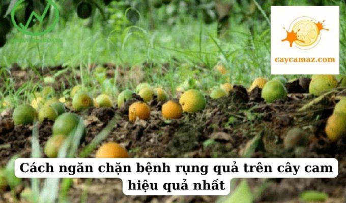 Cách ngăn chặn bệnh rụng quả trên cây cam hiệu quả nhất