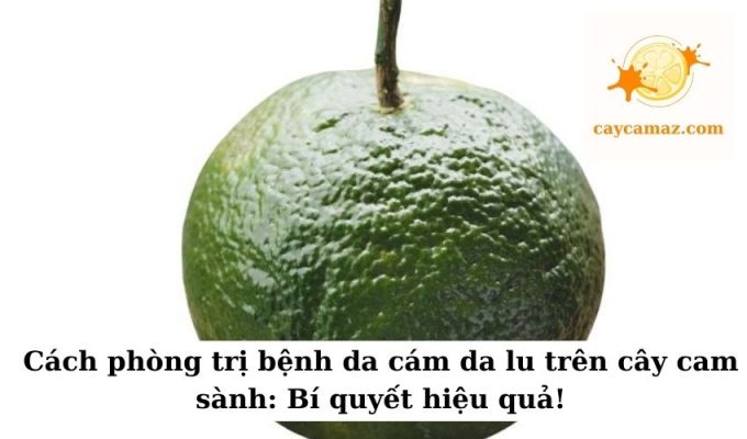 Cách phòng trị bệnh da cám da lu trên cây cam sành Bí quyết hiệu quả!