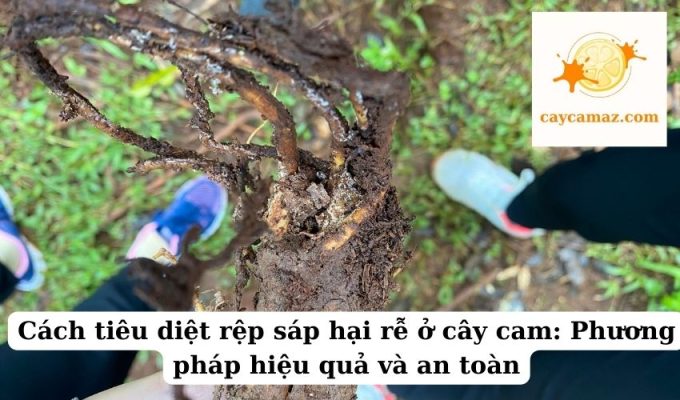 Cách tiêu diệt rệp sáp hại rễ ở cây cam Phương pháp hiệu quả và an toàn