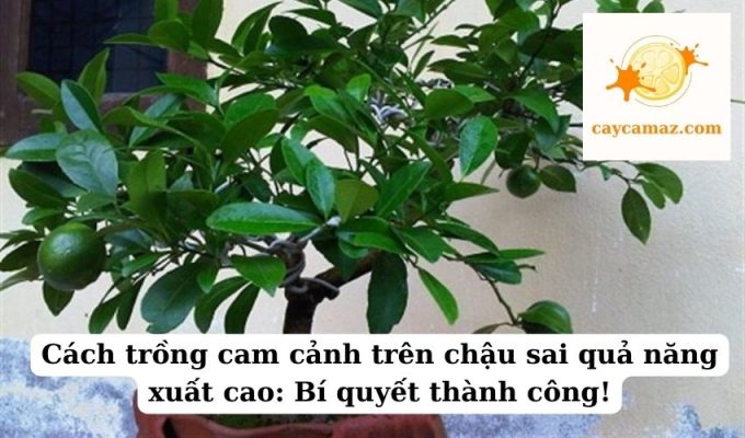 Cách trồng cam cảnh trên chậu sai quả năng xuất cao Bí quyết thành công!