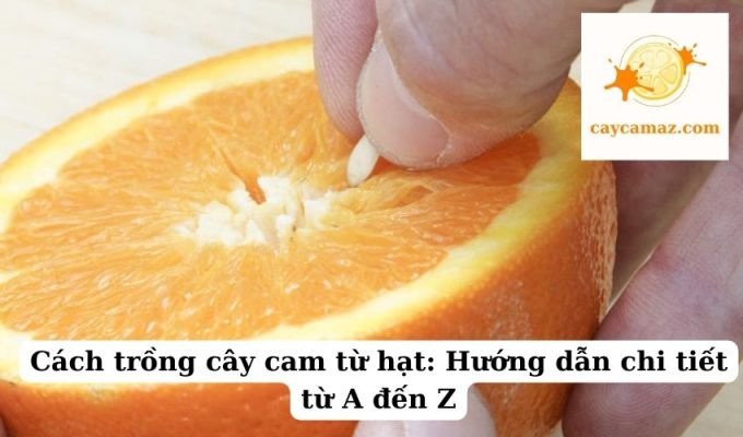 Cách trồng cây cam từ hạt Hướng dẫn chi tiết từ A đến Z