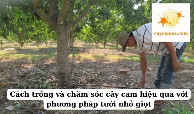 Cách trồng và chăm sóc cây cam hiệu quả với phương pháp tưới nhỏ giọt