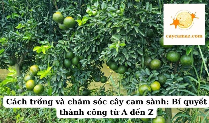 Cách trồng và chăm sóc cây cam sành Bí quyết thành công từ A đến Z