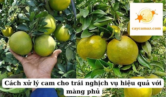 Cách xử lý cam cho trái nghịch vụ hiệu quả với màng phủ