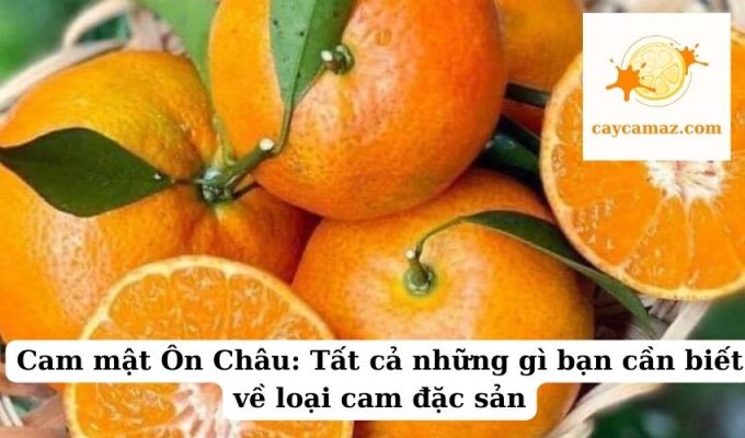 Cam mật Ôn Châu Tất cả những gì bạn cần biết về loại cam đặc sản