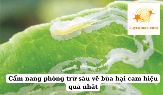 Cẩm nang phòng trừ sâu vẽ bùa hại cam hiệu quả nhất