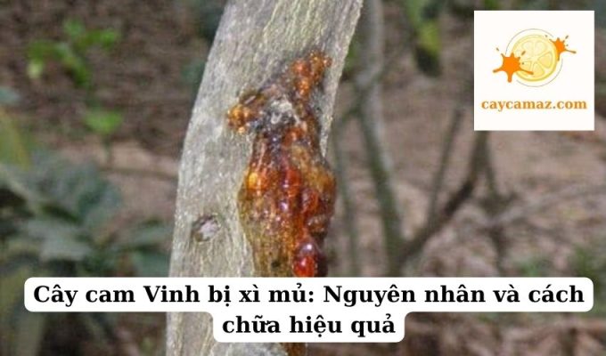 Cây cam Vinh bị xì mủ Nguyên nhân và cách chữa hiệu quả