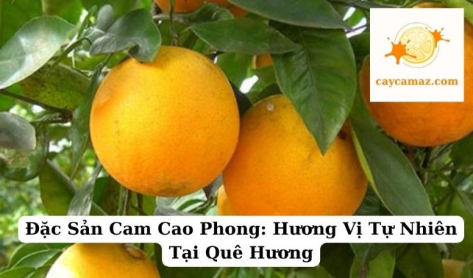 Đặc Sản Cam Cao Phong Hương Vị Tự Nhiên Tại Quê Hương