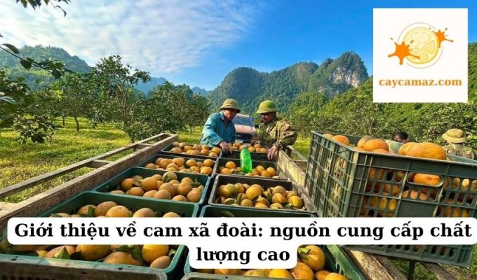 Giới thiệu về cam xã đoài nguồn cung cấp chất lượng cao