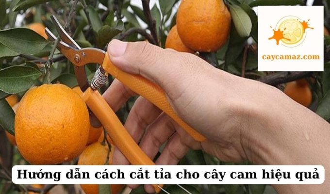 Hướng dẫn cách cắt tỉa cho cây cam hiệu quả