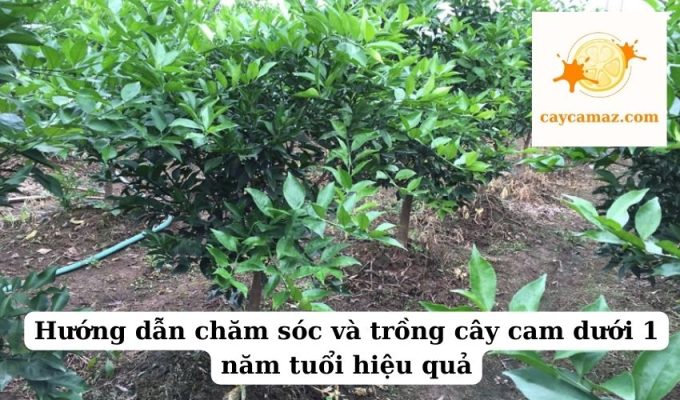 Hướng dẫn chăm sóc và trồng cây cam dưới 1 năm tuổi hiệu quả