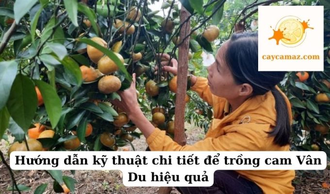 Hướng dẫn kỹ thuật chi tiết để trồng cam Vân Du hiệu quả