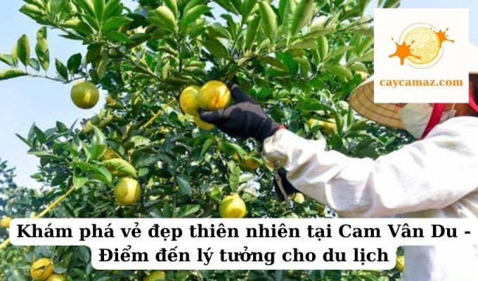 Khám phá vẻ đẹp thiên nhiên tại Cam Vân Du - Điểm đến lý tưởng cho du lịch