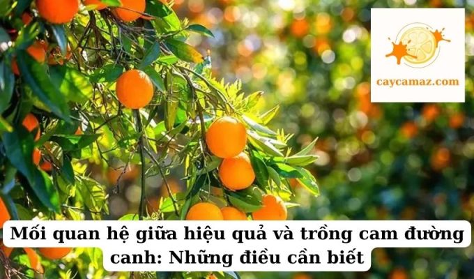 Mối quan hệ giữa hiệu quả và trồng cam đường canh Những điều cần biết