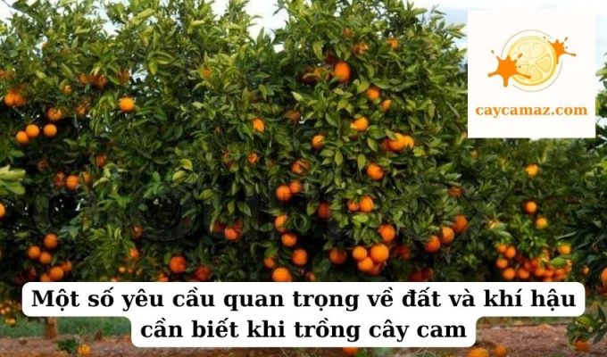 Một số yêu cầu quan trọng về đất và khí hậu cần biết khi trồng cây cam