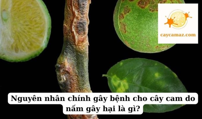 Nguyên nhân chính gây bệnh cho cây cam do nấm gây hại là gì