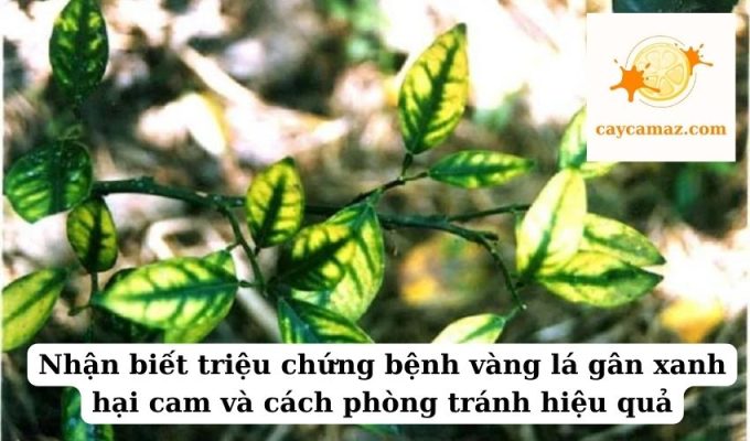 Nhận biết triệu chứng bệnh vàng lá gân xanh hại cam và cách phòng tránh hiệu quả