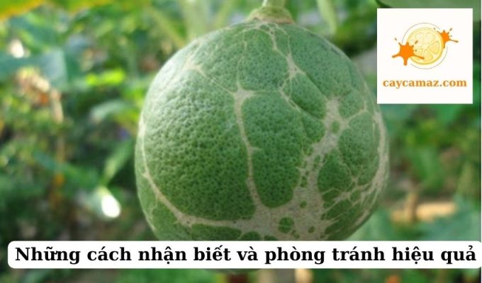 Những cách nhận biết và phòng tránh hiệu quả