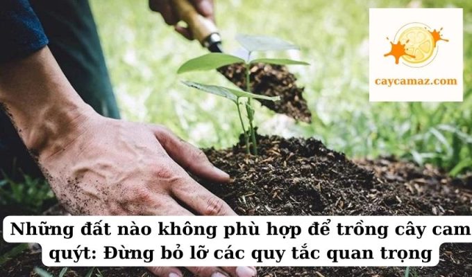 Những đất nào không phù hợp để trồng cây cam quýt Đừng bỏ lỡ các quy tắc quan trọng