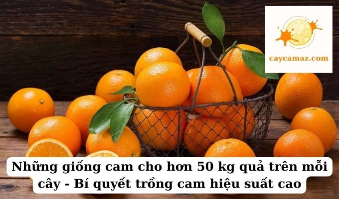 Những giống cam cho hơn 50 kg quả trên mỗi cây - Bí quyết trồng cam hiệu suất cao