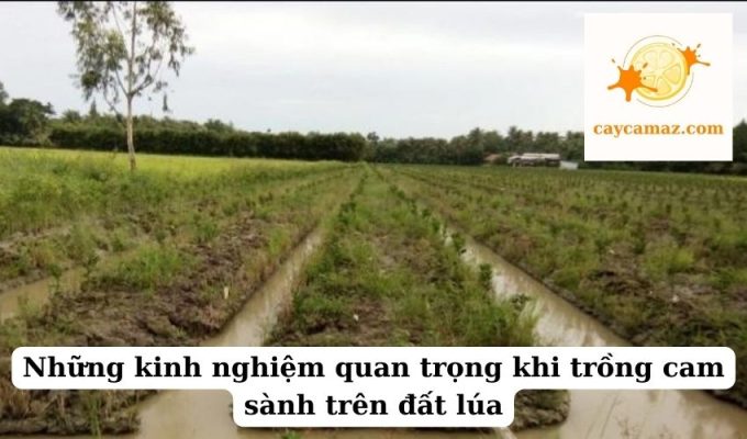 Những kinh nghiệm quan trọng khi trồng cam sành trên đất lúa