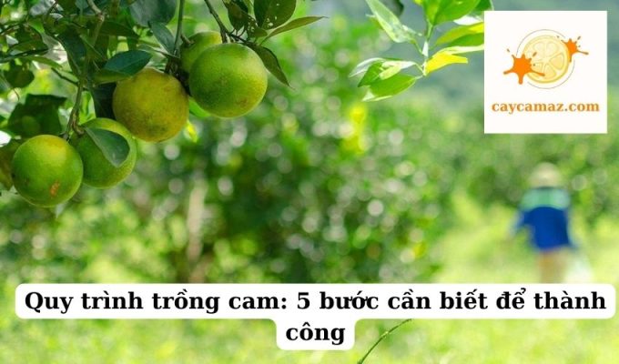 Quy trình trồng cam 5 bước cần biết để thành công