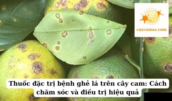 Thuốc đặc trị bệnh ghẻ lá trên cây cam Cách chăm sóc và điều trị hiệu quả