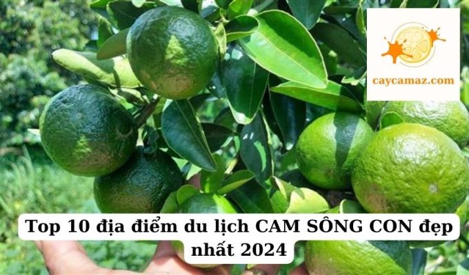 Top 10 địa điểm du lịch CAM SÔNG CON đẹp nhất 2024